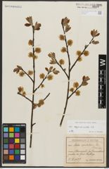 Foto von Salix appendiculata Vill.